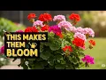 How to Care for Geraniums So They Bloom Intensely