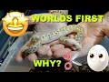 WORLDS FIRSt Ball Python Clutch Update Why Do I Cut Eggs