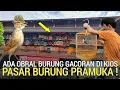 Lagu PASAR BURUNG ! GACORAN MEWAH JAVANICA TLEDEKAN MURIA OBRAL BLACKTHROAT GACOR 400RB AN