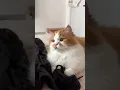 Download Lagu Ngennggg . . Ngennggg 😸 #lovecat#cutecat#shorts