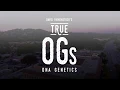 DNA Genetics Creator of Tangie More - True OGs