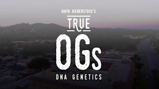 DNA Genetics Creator of Tangie More - True OGs