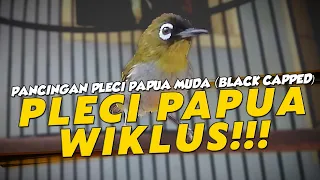 Download TERAPI PLECI PAPUA NGERIWIK HALUS (WIKLUS) MP3