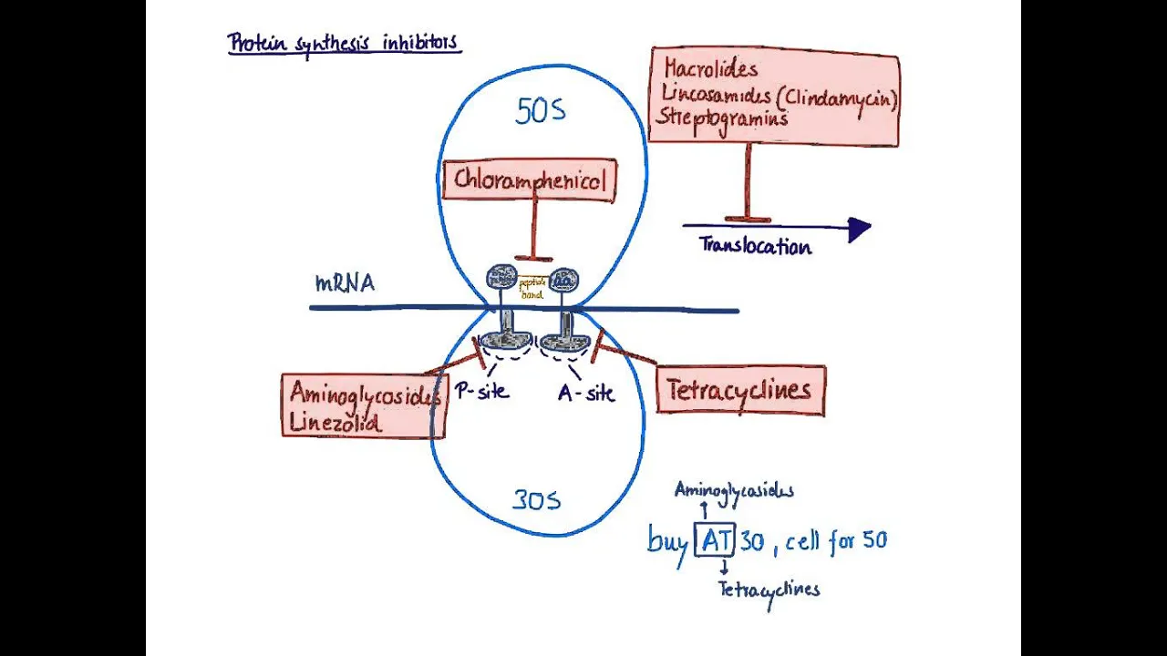 Brandl's Basics: Protein synthesis inhibitors 1 - Mechanism of action