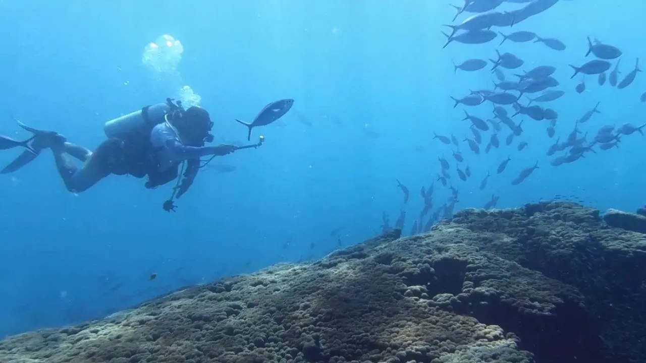 Coral reef restoration in Seychelles and Mauritius