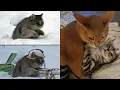 Download Lagu Funniest Dogs Ever Caught on Camera! 🤣  2025 Dog Madness