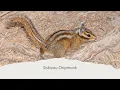Chipmunk Species of North America