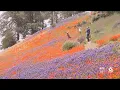 Super bloom bringing large crowds to Figueroa Mountain