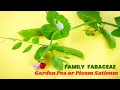 Download Lagu Pisum Sativum #fabaceae