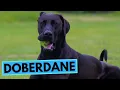Doberdane - TOP 10 Interesting Facts