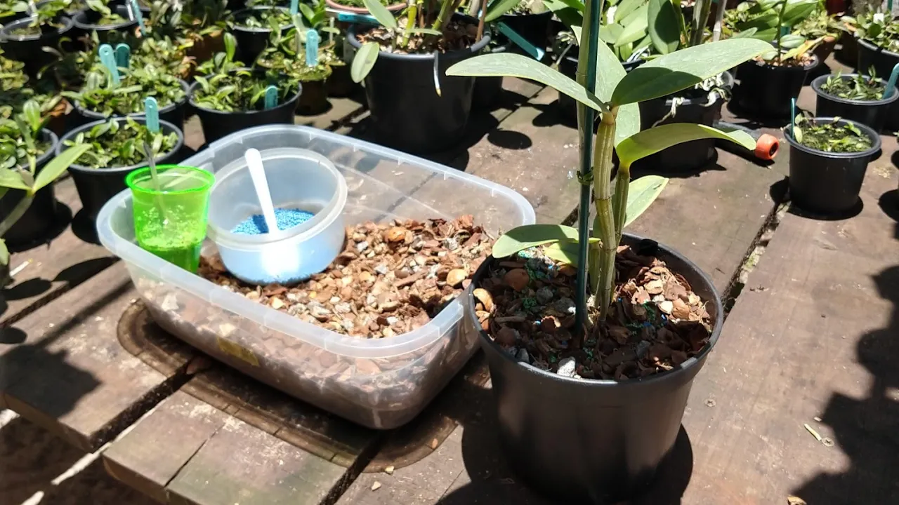 COMO FAZER UM REPLANTE DE ORQUÍDEAS?