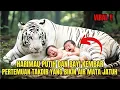 Download Lagu VIRAL !! BAYI KEMBAR DIBUANG DITENGAH HUTAN OLEH IBUNYA NAMUN TAK DISANGKA DITOLONG HARIMAU PUTIH..