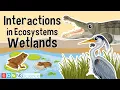Interactions in Ecosystems - Wetlands