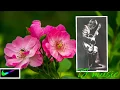 Download Lagu புன்னை வனத்து குயிலே நீ --  HD QUALITY