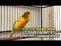 Download Lagu kenari gacor panjang Cuit Cuit EMOSI, Pancingan Kenari Paud Belajar Bunyi, terapi AMPUH Kenari MACET