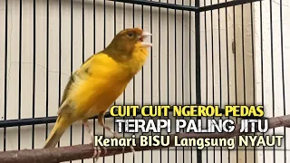 kenari gacor panjang cuit cuit emosi pancingan kenari paud belajar bunyi terapi ampuh kenari macet
