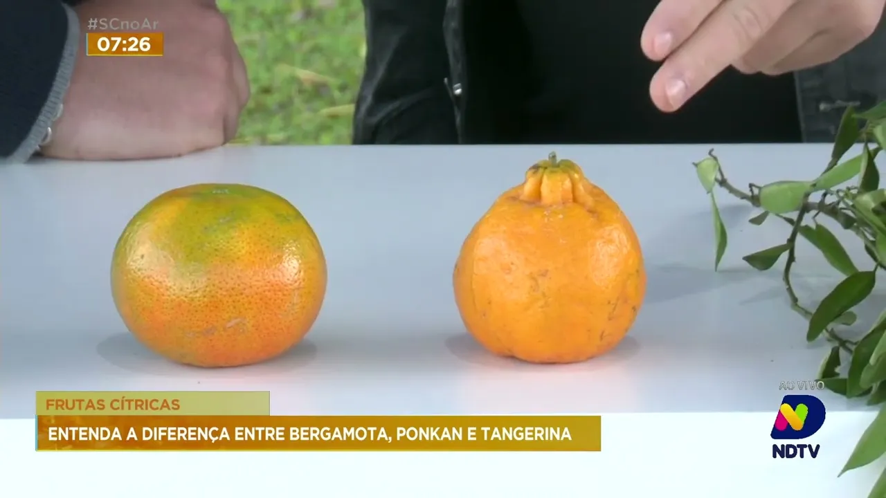 Conheça as variações da famosa bergamota que são típicas desta época do ano