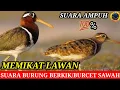 Download Lagu Suara berkik Jantan dan betina/Suara burung Burcet/berkik pekung #Suarapikatburungberkikmalamhari