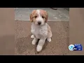 A Syracuse puppy finally gets adopted but first she becomes a Puppy Bowl champion