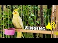 Download Lagu Mati cockatiel bird singing in nature 🦜