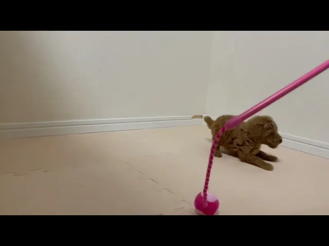 動画