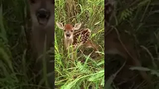 صوت صغير الغزال 