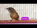 Download Lagu Tieu Mi a.k.a Wambi Mini ngerol dahsyat. Burung lain ikut ke pancing Kicau