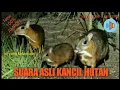 Download Lagu suara asli kancil hutan/pelanduk/napuah.pemanggil temannya.