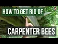 How to Get Rid of Carpenter Bees 3 Easy Steps