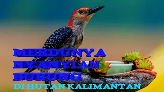 Download INDAHNYA SUARA BURUNG DI HUTAN KALIMANTAN II MUSIC RELAKSASI MP3