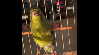 تغريد الكناري رهيب 