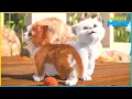 Download Lagu Cutest Cats | Mighty Mike | 110' Compilation | Cartoon for Kids