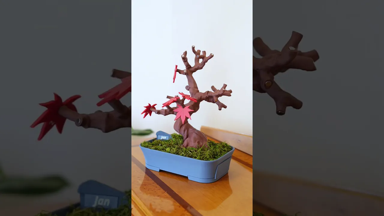 crassula ovata hobbit bonsai Shop 'Jade Bonsai Tree - Crassula ovata 'Hobbit' Care and Growing Guide main image 0