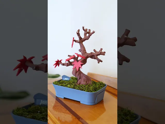 Bonsai 365 Tree Calendar - Japanese Maple Calendar for your Desk video thumbnail