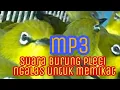 Download Lagu suara pikat burung pleci MP3 suara pikat pleci ngalas gacor