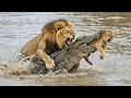 Lagu APEX PREDATOR: Dangerous Lions Takes Down Powerful Alligator In minutes 