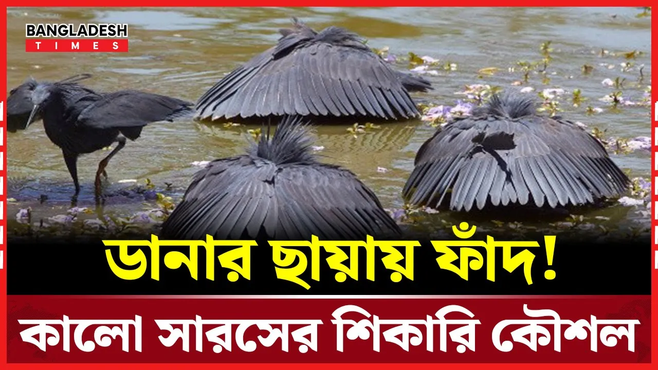 কালো সারসের অভিনব শিকারি কৌশল