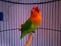 Download Lagu masteran lovebird isian cililin