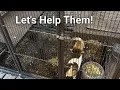 Craigslist Guinea Pigs