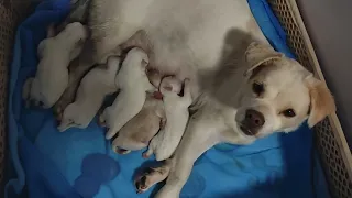 A Pregnant Dog Showed Up at My Door… Then She Gave Birth to Six Puppies