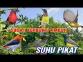 Download Lagu SUARA PIKAT SOGON, KEMADE, KORLAP ANDALAN PARA SUHU