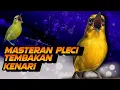 Masteran Pleci Tembakan Kenari Terbar Terbaik