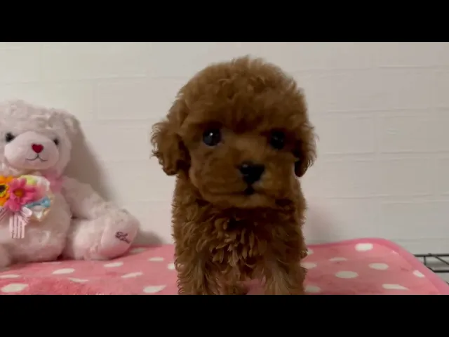 動画