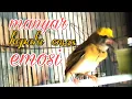 Download Lagu manyar gacor, untuk memancing emosi burung manyar bahan dan cocok untuk masteran burung kicau lain.