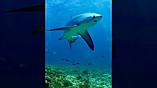 This Shark SLAPS Hard!💥🦈