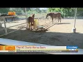 UC Davis Horse Barn