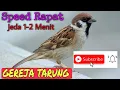 Download Lagu MASTERAN MURAI BATU SUARA GEREJA TARUNG JEDA 1-2 MENIT