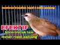 Download Lagu masteran paling EFEKTIF bikin trucukan lain ikutan ropel panjang 1 nafas