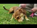 Pets of the Month - July 2019 Butler County Humane Society