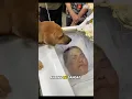 Download Lagu Anjing Ini Sangat Sedih Ketika Majikan Meninggal